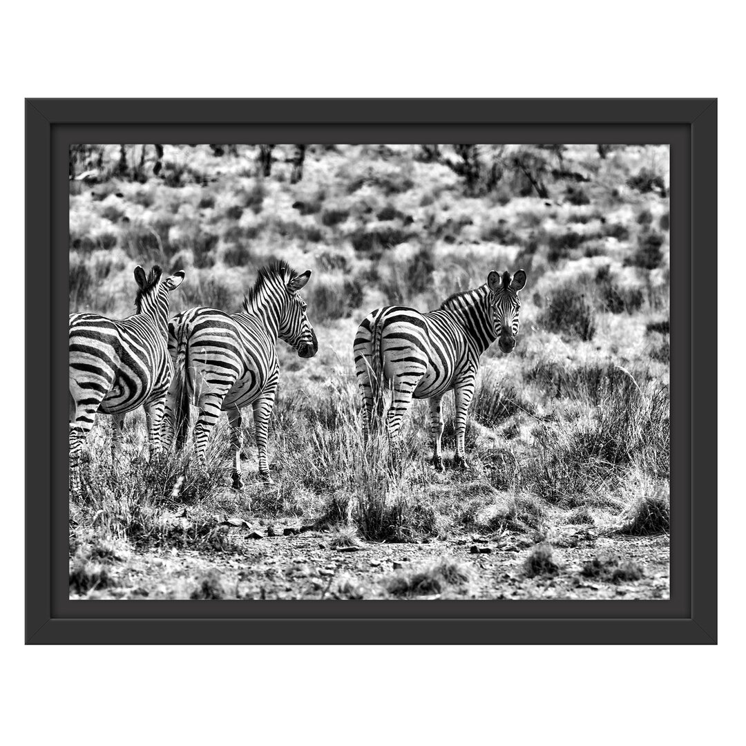 Gerahmtes Wandbild ZebraherdeWildgras