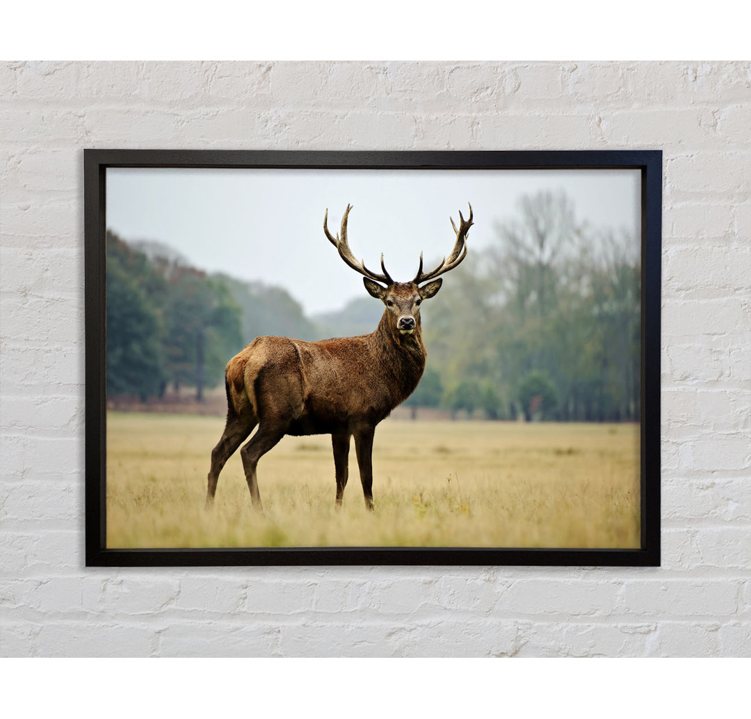 Red Deer Beauty - Einzelner Bilderrahmen Kunstdrucke auf Leinwand