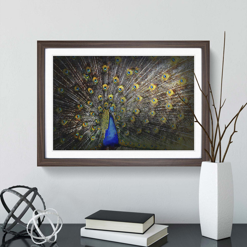 Peacock with Outstretched Feathers - Framed Print, 36cm H x 48cm W x 2cm D, Walnut Framed