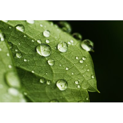 " Green Leaf "