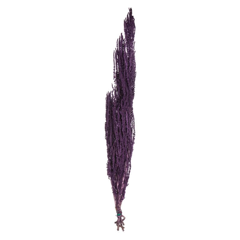 30" Amaranthus Bundle, Preserved, Violet