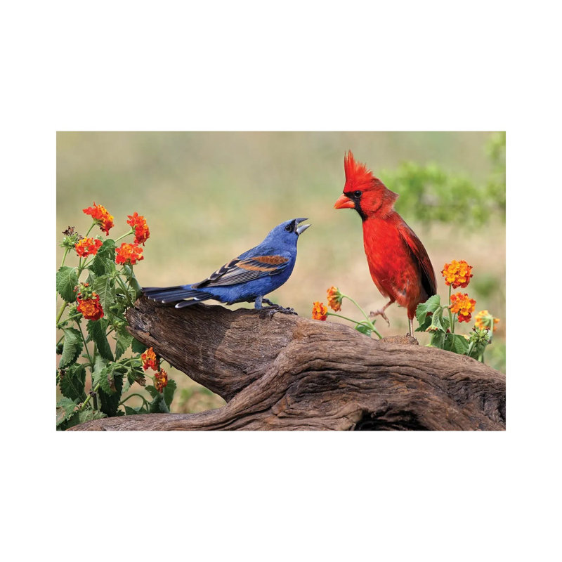 Blue Grosbeak And Male Northern Cardinal Fighting. Rio Grande Valley, Texas 1 Piece Wall Art on Canvas, 20.32cm H x 30.48cm W