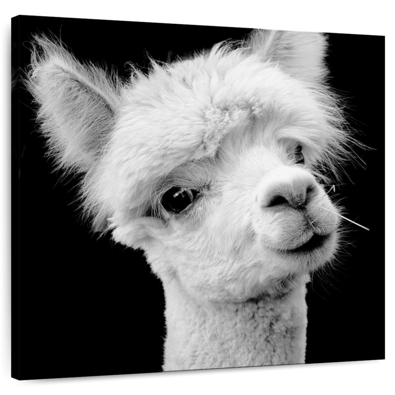 Crowle Monochrome Alpaca Head, H 10 po x l 10 po