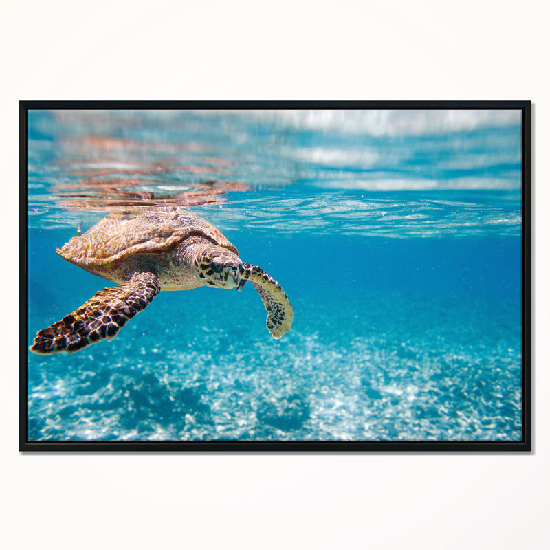 Paysage, grande tortue de mer, photographie sur toile - tortue de mer Hawksbill, H 12 po x l 20 po x P 1 po, Cadre flottant