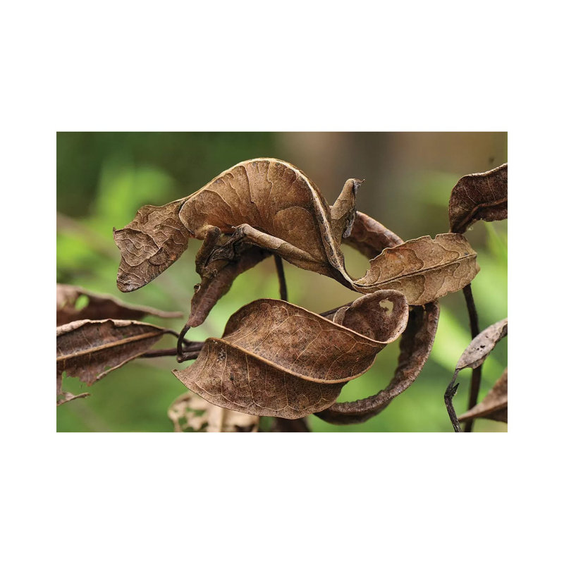 Fantastic Leaf-Tail Gecko Mimicking Leaves, Andasibe-Mantadia National Park, Madagascar by Thomas Marent - Wrapped Canvas Gallery-Wrapped Canvas Giclée