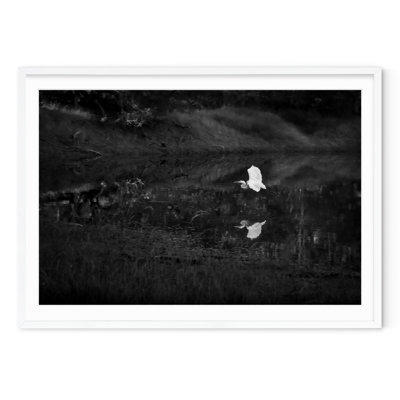 Snowy Egret