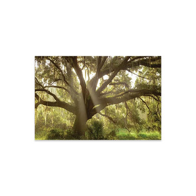 «Beautiful Southern Live Oak Tree, Flordia» par Maresa Pryor - impression non encadrée