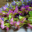 Faux Wisteria Swag-1782397275