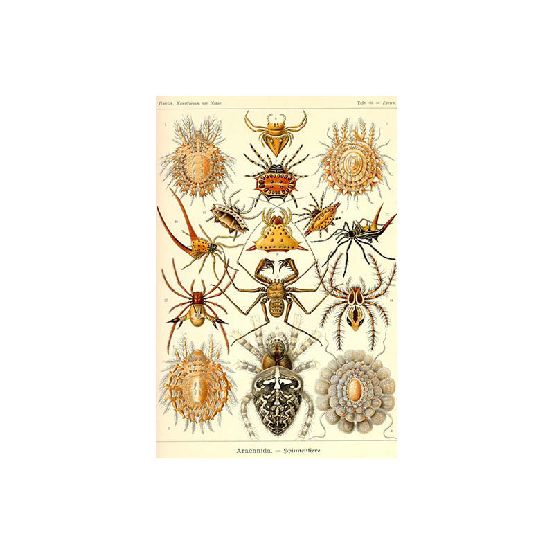 « spiders », impression, H 36 po x l 24 po x P 1,5 po