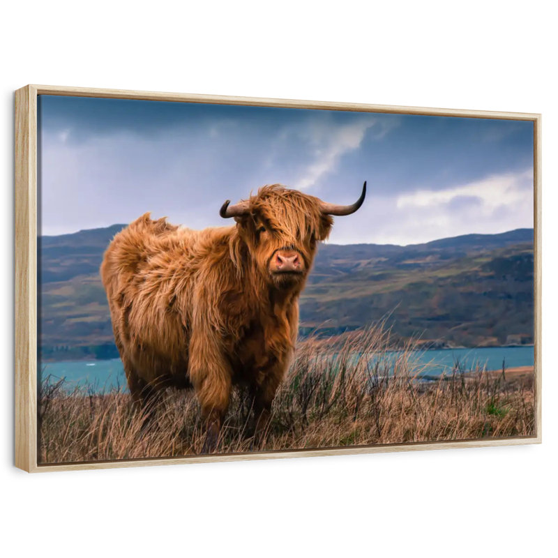 Grande vache Highland, Cadre flottant en bois naturel, 43 po x 29 po