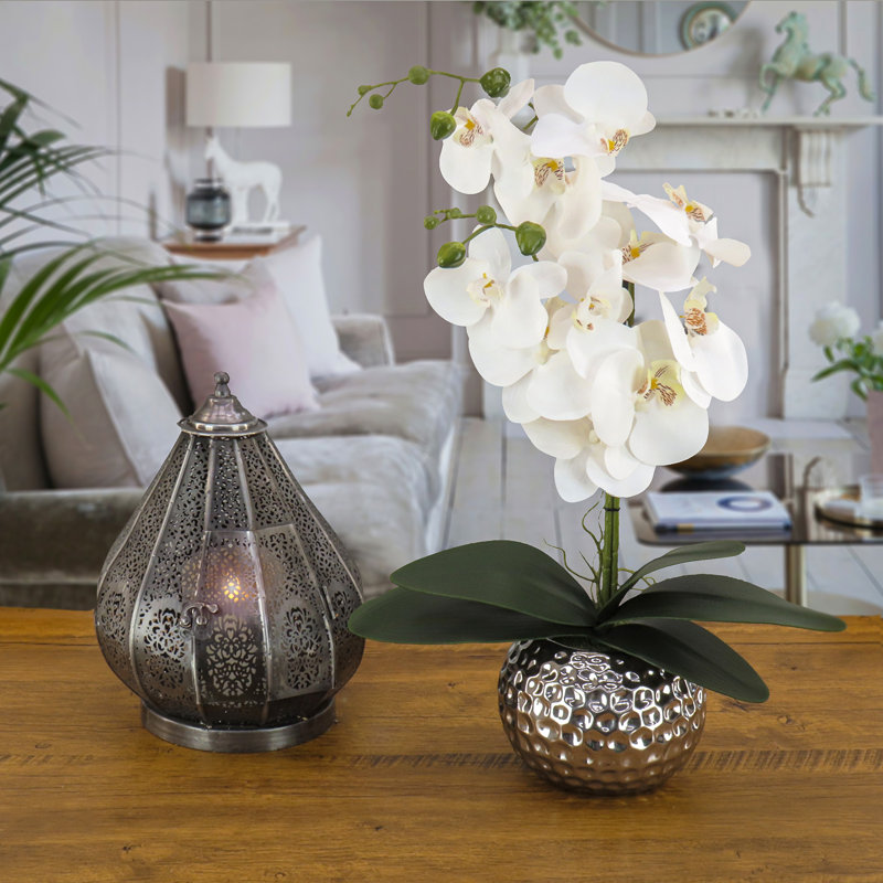 Fleur d'orchidée en pot, Blanc