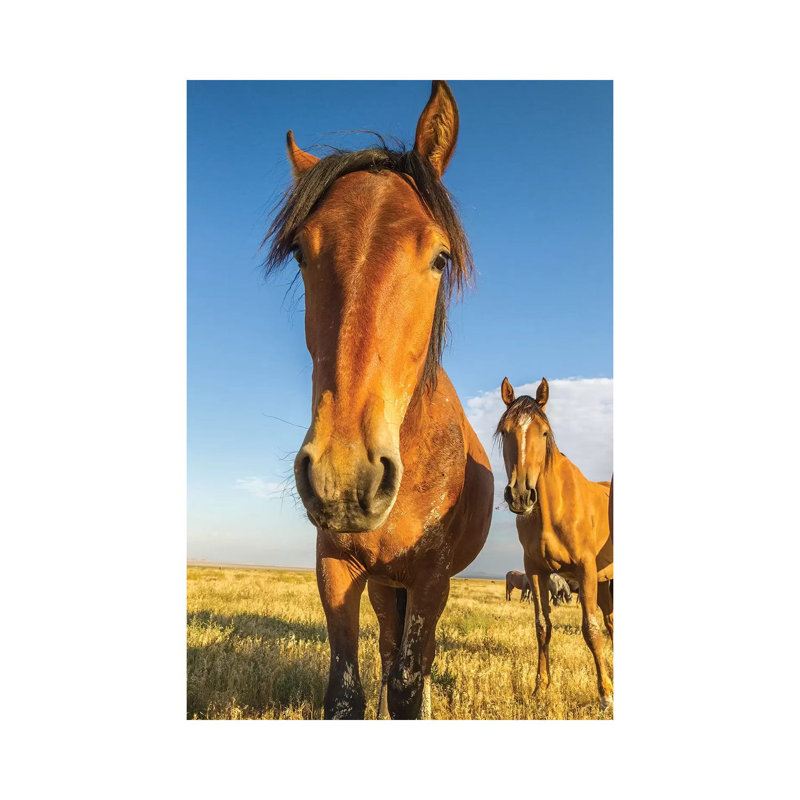 USA, Utah, Tooele County. Wild horses close-up. 1 Piece Wrapped Canvas Wall Art, 66.04 cm H x 45.72 cm W