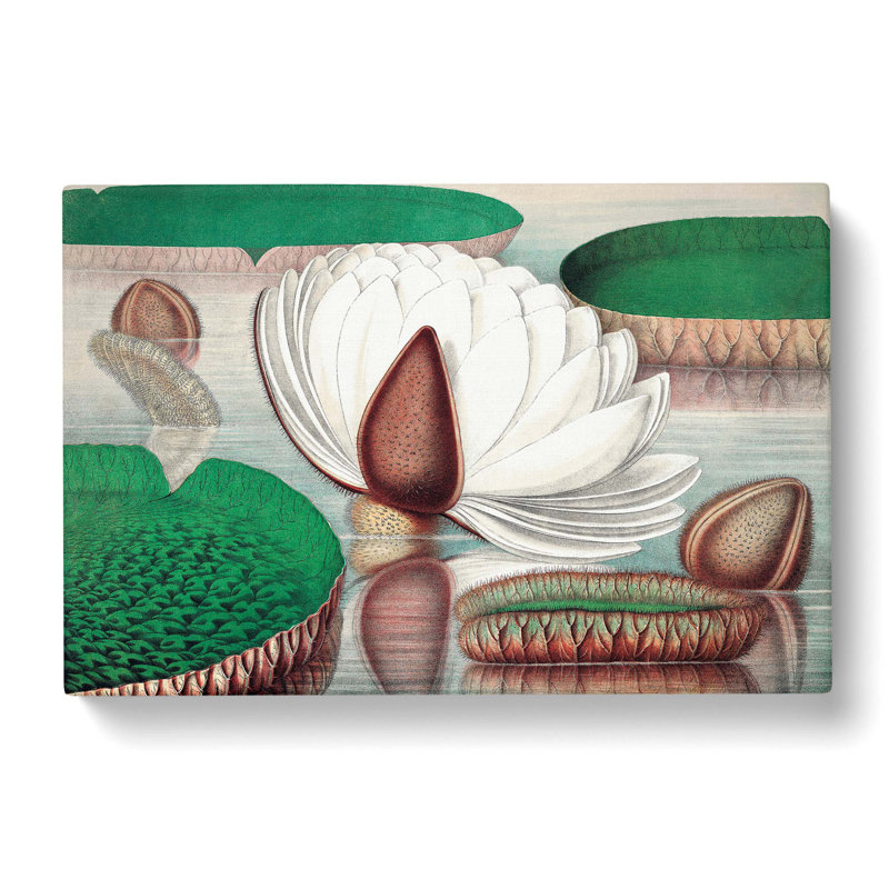 Gigantic Water Lily In Bloom by William Sharp - Wrapped Canvas Painting, 50cm H x 76cm W x 3cm D