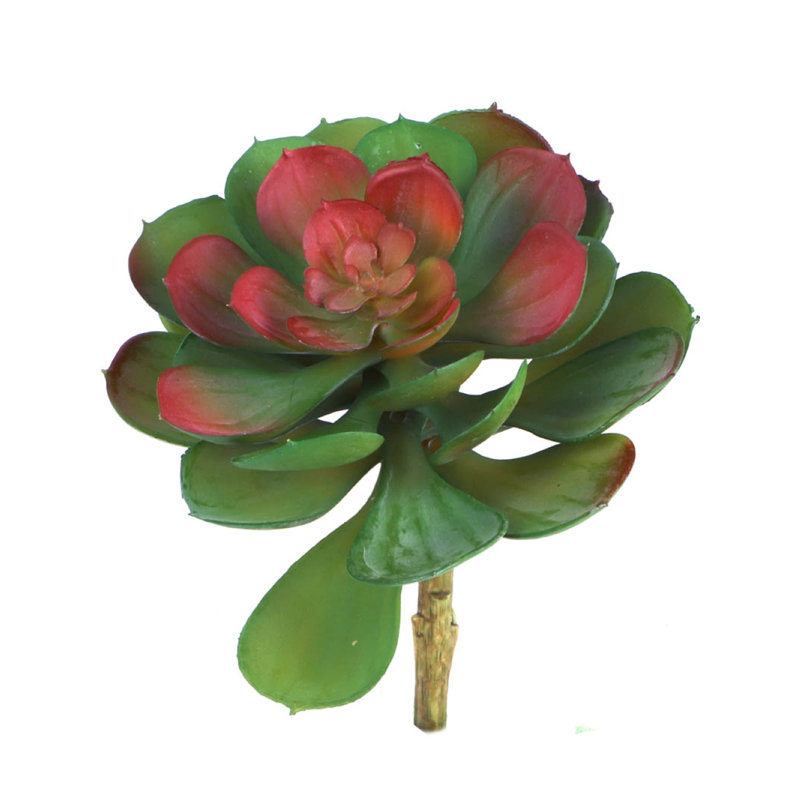 Mott 6.5'' Tall Succulent, Green Burgundy
