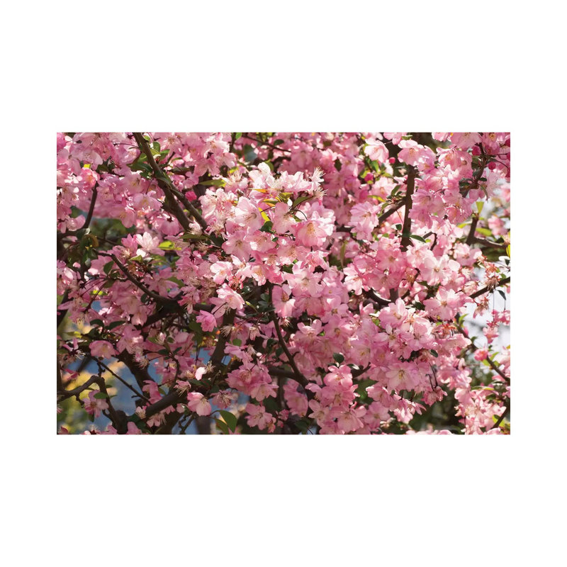 Close-Up Of Pink Cherry Blossom Flowers, Imperial Garden, Tokyo, Japan I by Panoramic Images - Wrapped Canvas Print