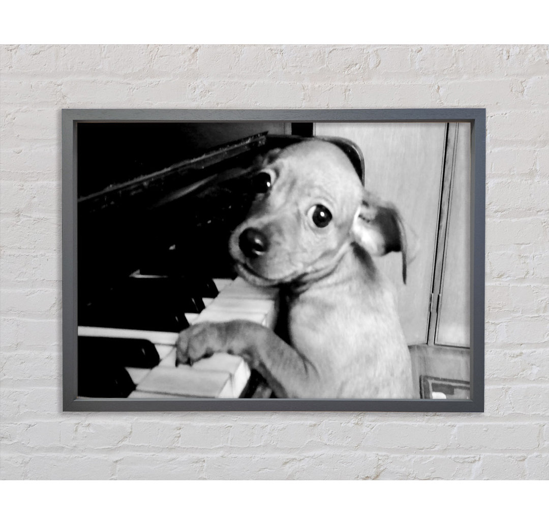 Piano Pup Gerahmter Druck