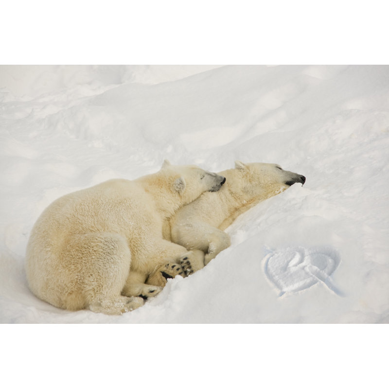 Sleeping Polar Bears by Naomiwoods - Wrapped Canvas Print, 20cm H x 30cm W x 3.8cm D