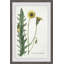 Dandelion - Single Picture Frame Painting-1395436333