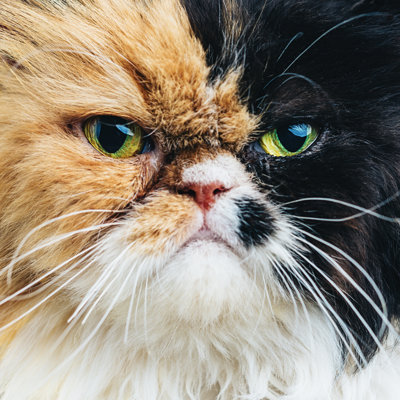 Persian Cat by Sensorspot
