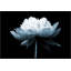 Blue Dahlia 1 Print by Lillian August