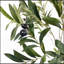 ARBRE D'OLIVE ARTIFIQUE 150CM 150CM-309687023