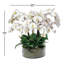 Phalaenopsis Orchid Centerpiece in Open Cylinder