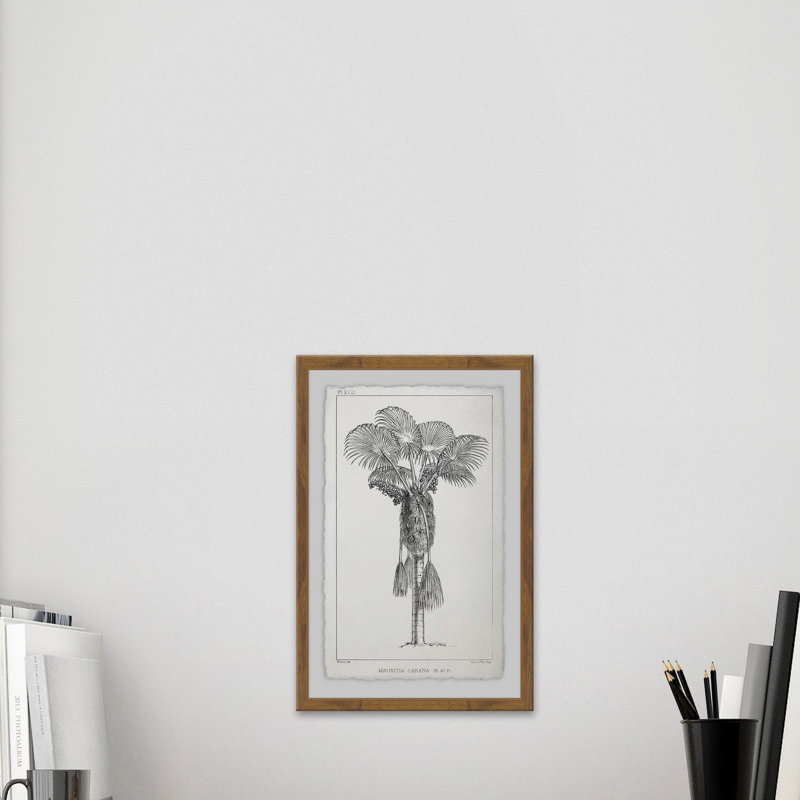 Palm Livistona - Single Picture Frame Print, 91 cm H x 61 cm W