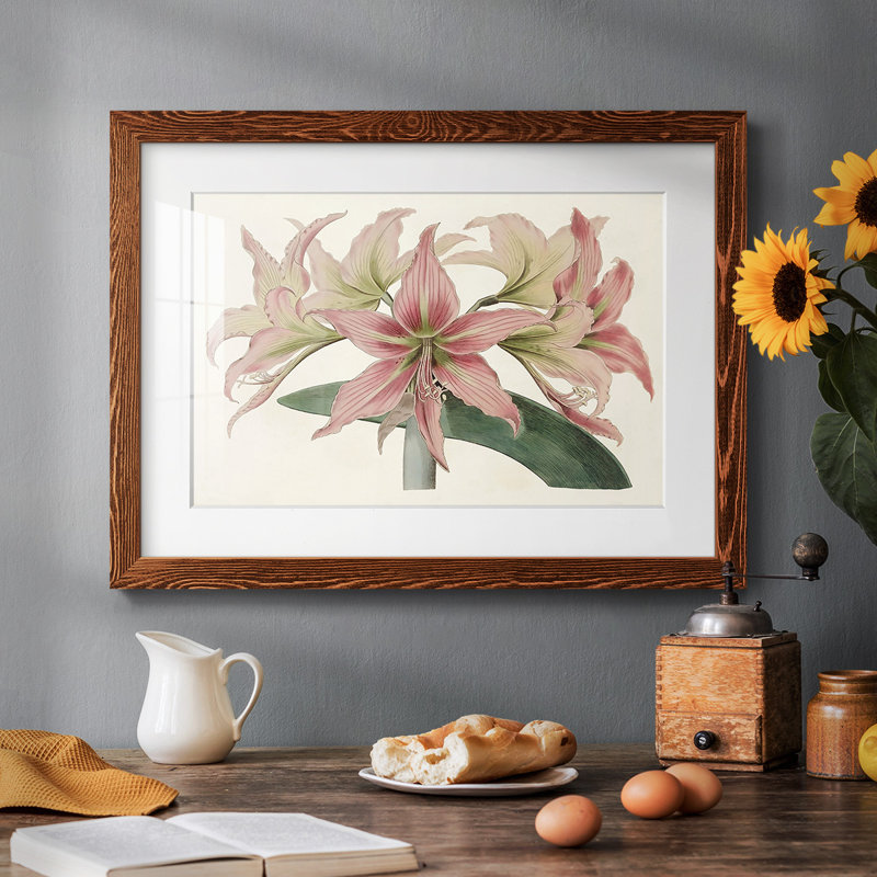 Amaryllis Varietals I, reproduction d'art encadrée, Érable, H 28 po x l 42 po x P 1,5 po
