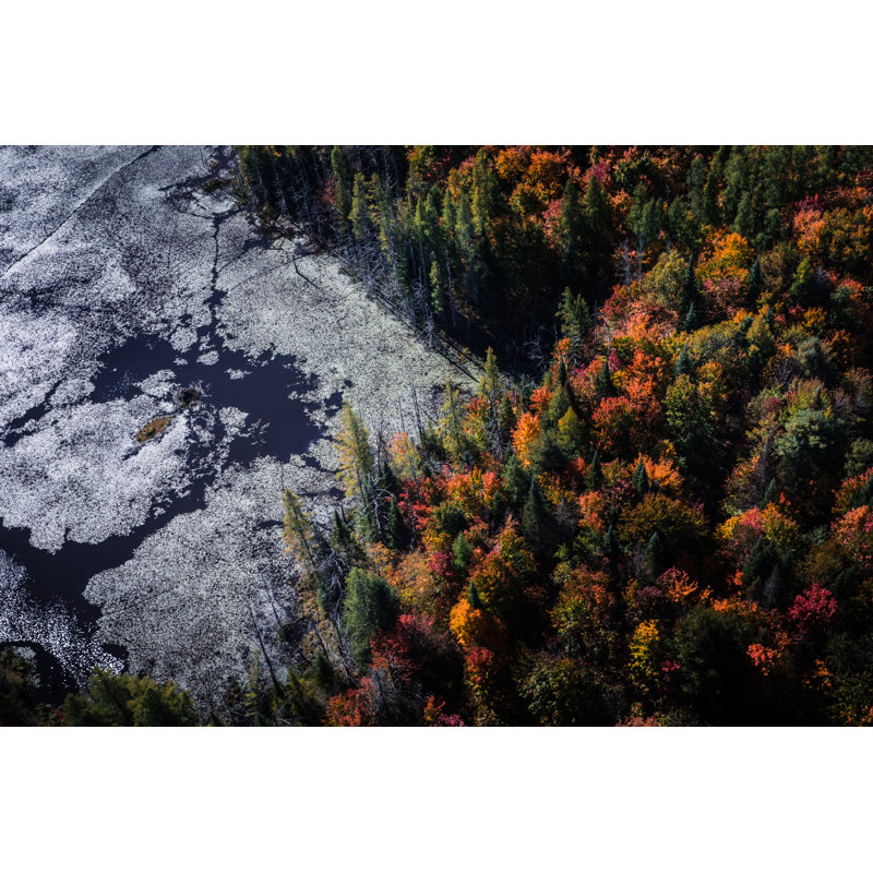 Fall trees in Canadian Parks - Algonquin Park - Ontario 616903958, 51cm H x 76cm W