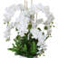 Orchid and Allium Arranged in Planter