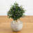 Artificial Olive Tree in Bowl Planter