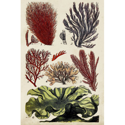 Coral And Seaweed Montage IV - Wrapped Canvas Painting