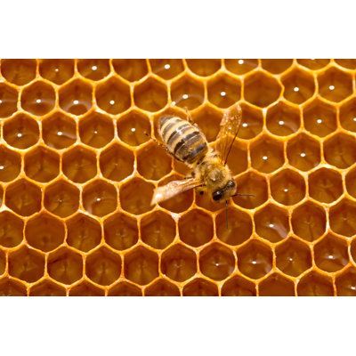 Abeille sur un nid d'abeille