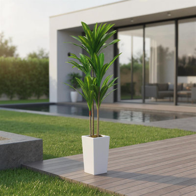 147cm Plant