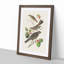 Selection of Birds by John Audubon - Picture Frame Painting Print-55613906-55613907