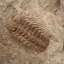 Selenopeltis Trilobite