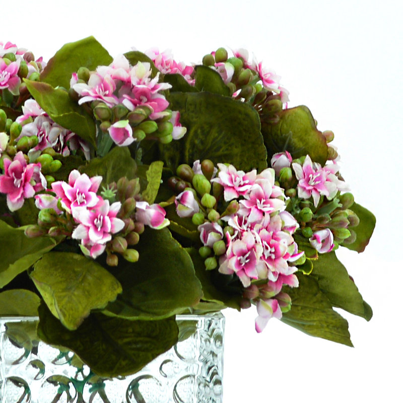 Variegated Pink/White Kalanchoe Arrangement