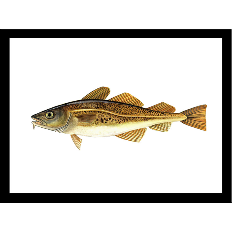 «Atlantic Cod», reproduction d'impression sur affiche, H 13,5 po x l 16,5 po, Cadre noir