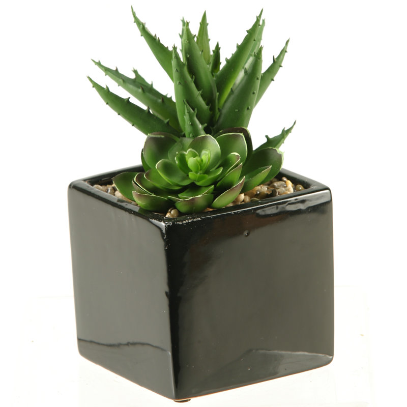 Echeveria et aloe de bureau en pot de fleurs