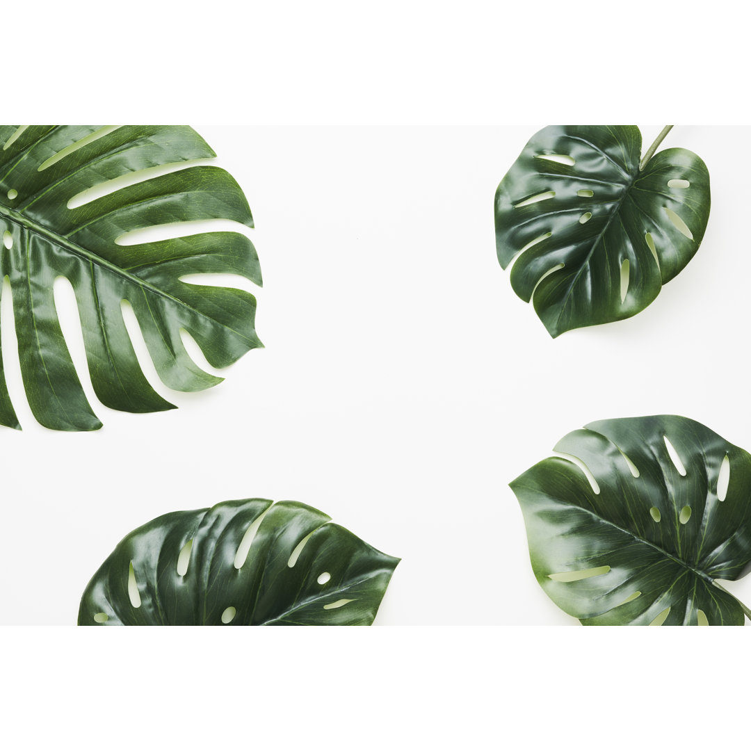 Tropische Blätter Natur Rahmen Layout von Monstera deliciosa