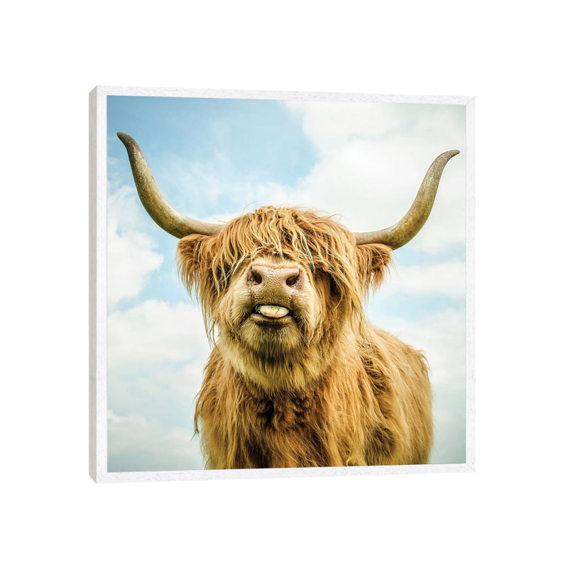 Highland Cow by Mark Gemmell - Print on Canvas, 66.04 cm H x 66.04 cm W, White Framed