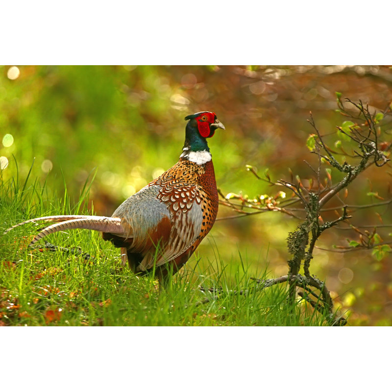 Ring Necked Pheasant by HuntImages - No Frame Print on Canvas, 81cm H x 122cm W