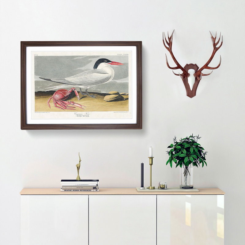 Cayenne Tern Bird with Crab by John James Audubon - Framed Print, 27cm H x 36cm W x 2cm D, Walnut Framed
