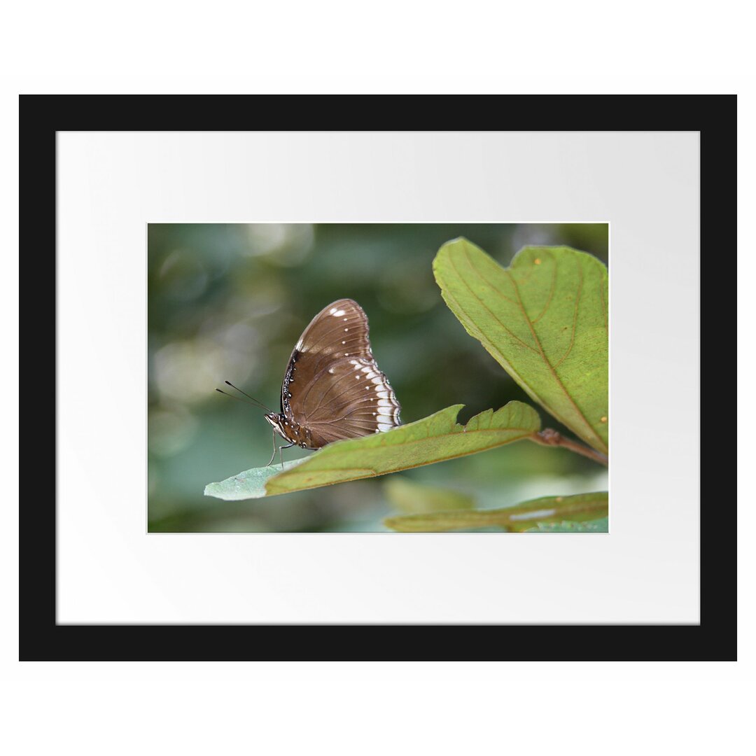 Gerahmtes Poster Kleine bräunlicher Schmetterling