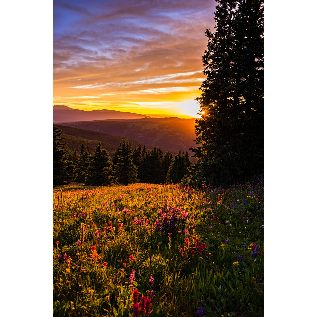 Sonnenuntergang und Wildblumen von Adventure - Leinwandbild