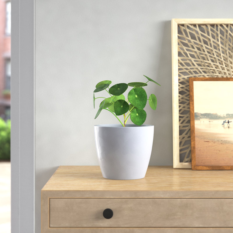 Marcie Ceramic Pot Planter, 6" H x 7" W x 7" D