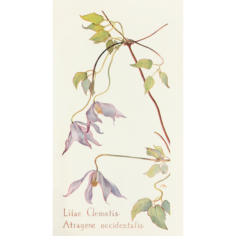 Lilac Clematis (1915)