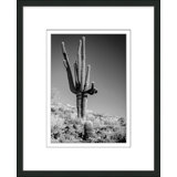 Black And White Cactus 2 Print by Christopher Kennedy