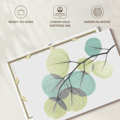 Eucalyptus Harnek Turq