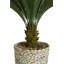 Palmier Cycas Panama